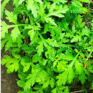 Cây ngải cứu con làm giống làm dược liệu