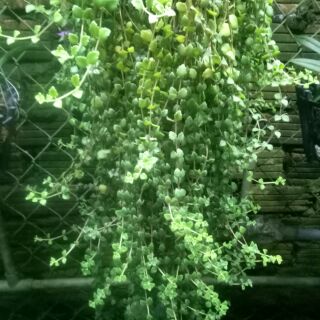 Cây vẩy rồng.2 bầu hình 3