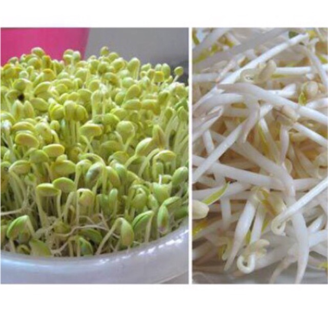 Hạt giống mầm đậu xanh, giá đậu xanh 100gr