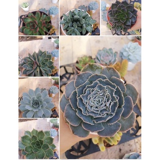 Sen Đá Size Trung 9-11cm( Giao ngẫu nhiên )