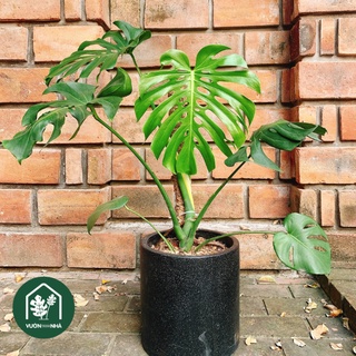 Cây trầu bà lá xẻ, trầu bà Nam Mỹ - Monstera Deliciosa phù hợp trồng trong nhà
