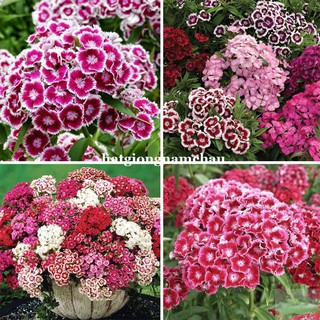 2 GRAM - HẠT GIỐNG HOA CẨM CHƯỚNG MIX