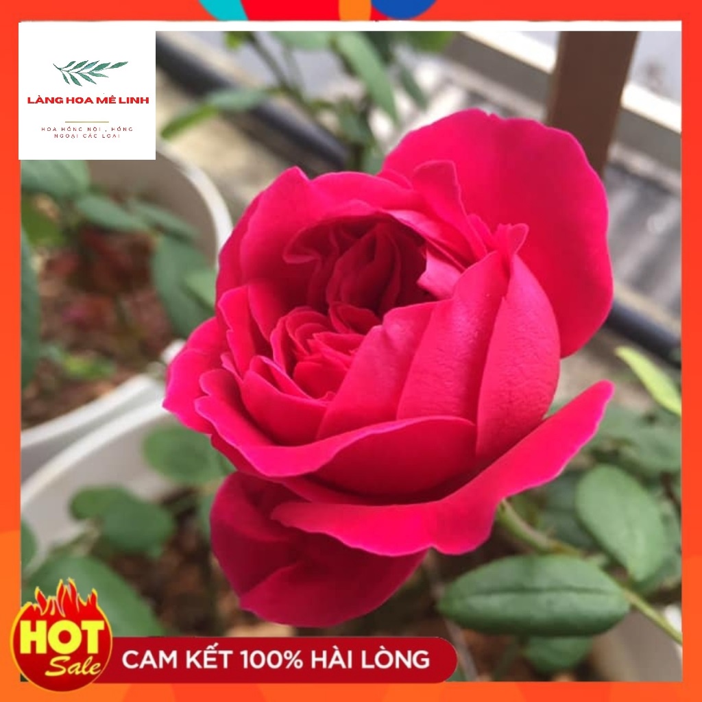 Hoa hồng ngoại Rouge Royal [ SIÊU THƠM - SIÊU HOT]  – Bông hồng mang nét đẹp của sự bền bỉ, sai hoa, luôn giữ được for