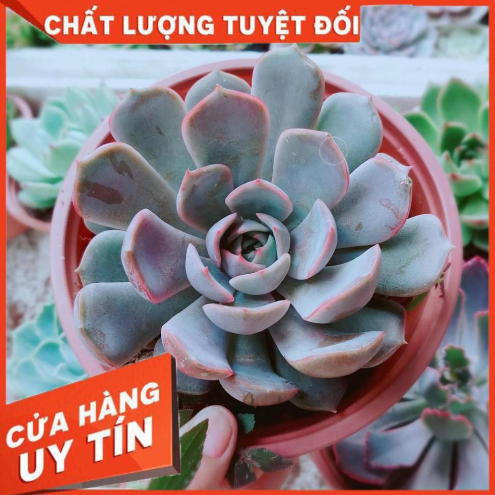 Sen đá tím cánh cứng size đại Nhiều Người Mua