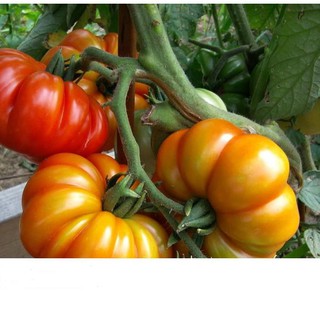 Hạt Giống Cà Chua Hoa Thị 0.1gr