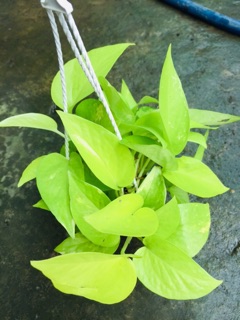 TRẦU BÀ THÁI VÀNG