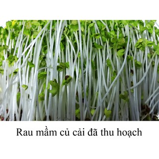 Máy làm giá đỗ và rau mầm OneClick
