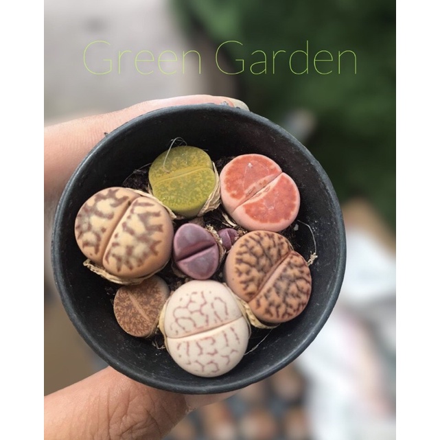 [MUA 10 TẶNG 1- FREESHIP] BÁN LẺ SEN ĐÁ MÔNG, THẠCH LAN, LITHOPS, SEN ĐÁ BÁN LẺ, nhiều màu sắc (giao ngẫu nhiên)