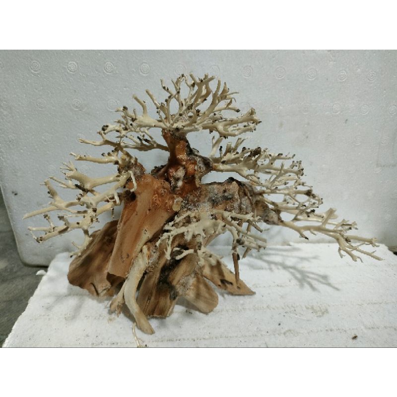 Lũa Bonsai hồ cá thủy sinh, lũa cấy rêu, rấy, lũa 3D