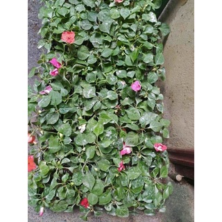 cây giống ngọc thảo kép ( combo 10 cây)
