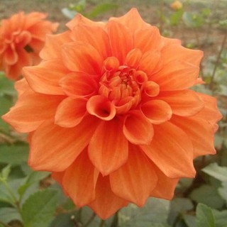 COMBO 10 CỦ GIỐNG HOA THƯỢC DƯỢC CAO MIXX MÀU