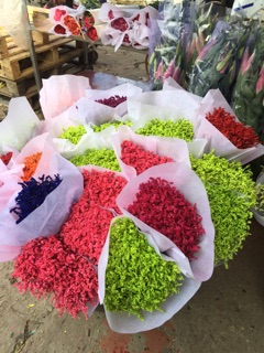 Hoa sao nhuộm màu