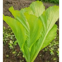Hạt giống cải bẹ vàng dễ trồng, trồng thùng xốp, sân thượng hay bancon đều rất dễ trồng