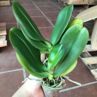 Hồ điệp giống đủ màu cốc 2.5