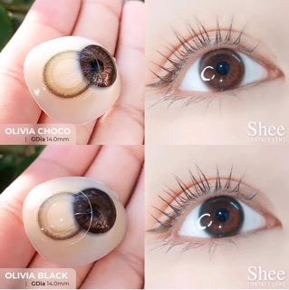 Lens gray & brown tự nhiên