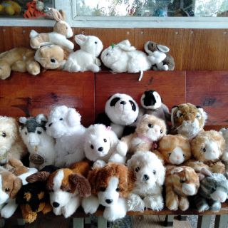 Com bo gấu bông mèo, cún