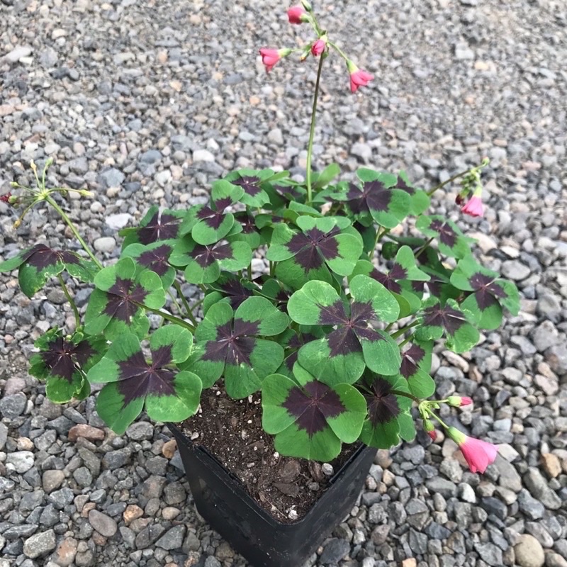 Cây oxlis  củ giống
