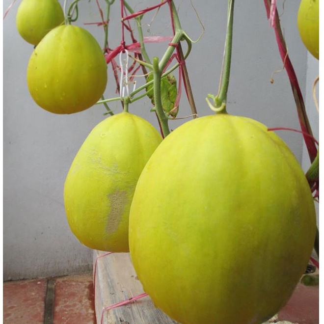 Hạt Giống Dưa Lê Kim Cô Nương F1 - 10 Hạt - tặng kèm thuốc kích mầm