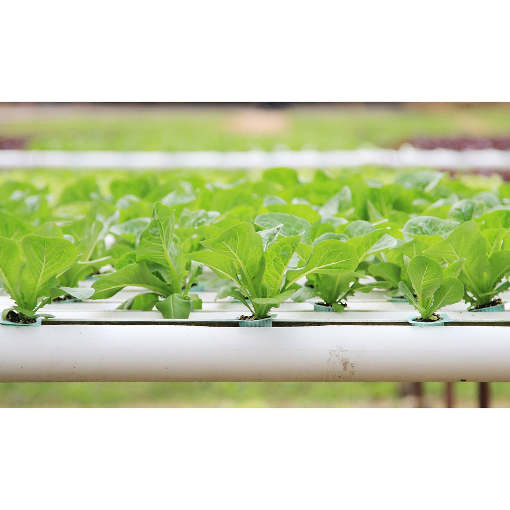 Dung dịch dinh dưỡng thủy canh HYDROGREEN PART A & B 500ml