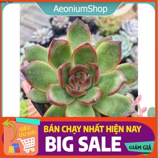 Sen đá viền lửa 🔥 xuất xứ đà lạt, lỗi 1 đổi 1 💪