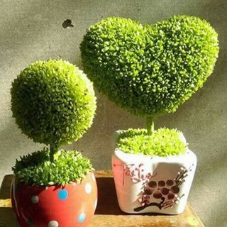 Hạt giống cỏ may mắn