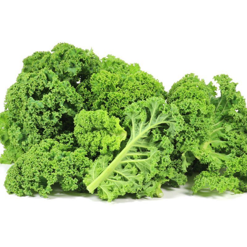 Giống cải Kale Xanh - Kale tím - Kale Khủng Long
