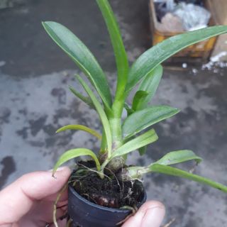 Combo 6 loại lan giống