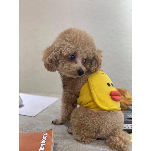 Tã quấn sinh lý cho chó đực hình thú ngộ nghĩnh