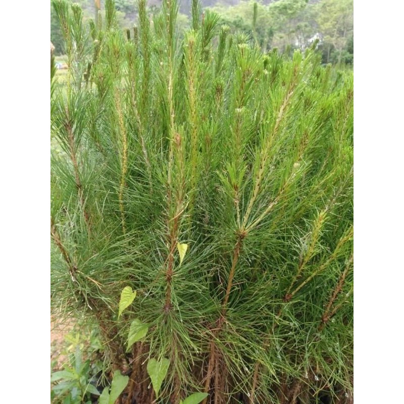 Com bo 5 cây thông giống cây cao 30-40cm