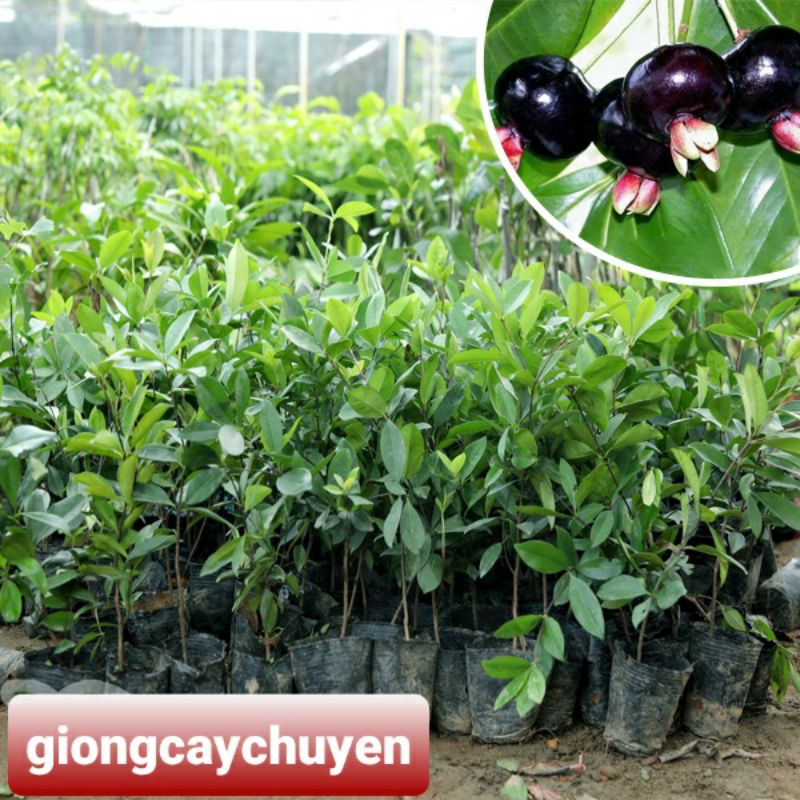 GIỐNG CÂY CHERRY BRAZIL