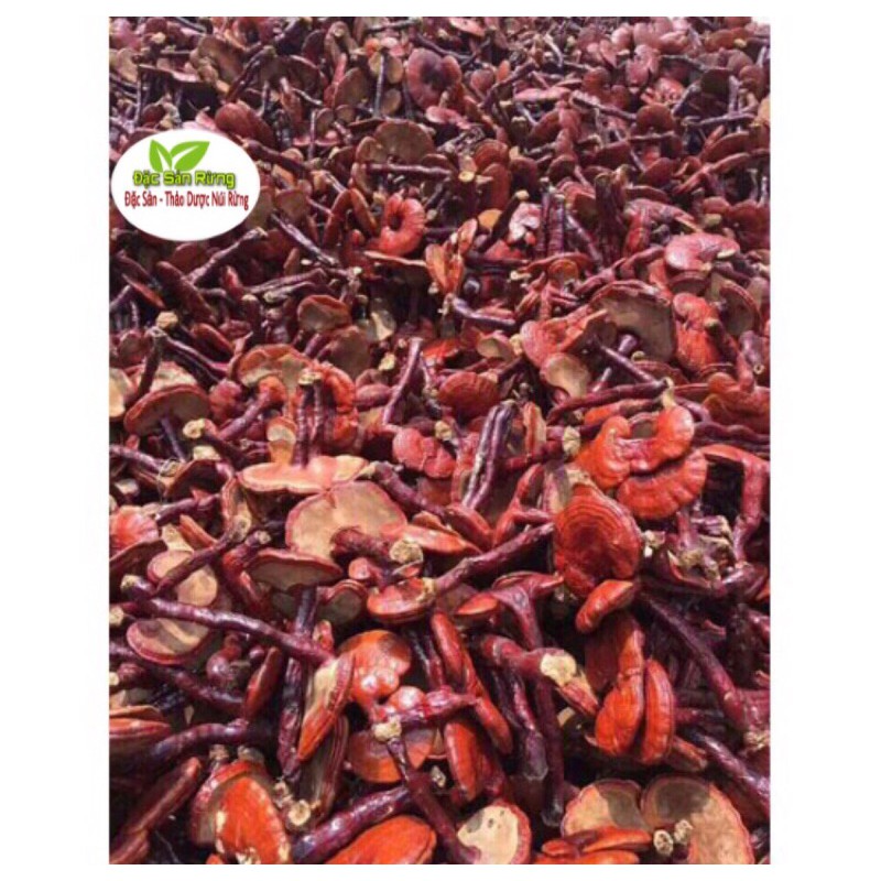 Nấm Linh Chi đỏ 1 kg - shop Đặc Sản Rừng