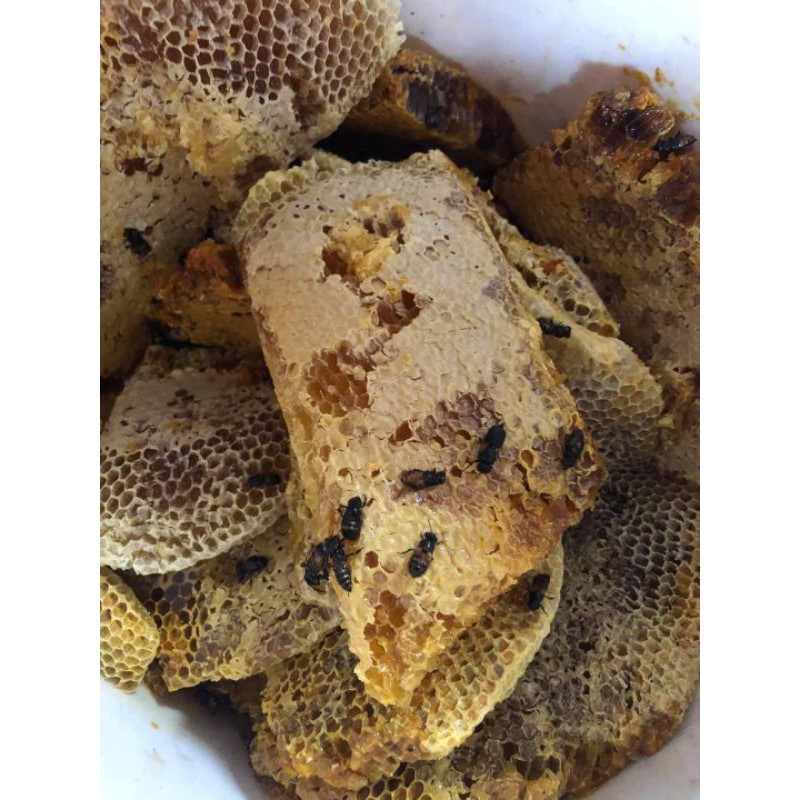 MẬT ONG ĐÁ RỪNG TÂY BẮC CHUẨN 1LÍT