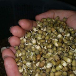 1kg Bột hạt mầm đậu xanh