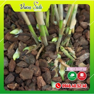 KÍCH KY LAN, KÍCH RỄ LAN CỰC MẠNH