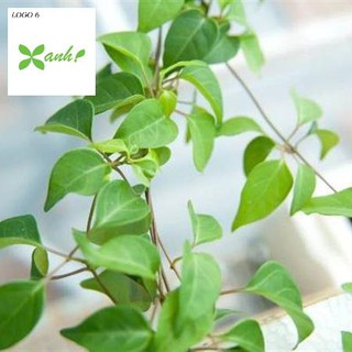 10H - HẠT GIỐNG LÁ GIANG