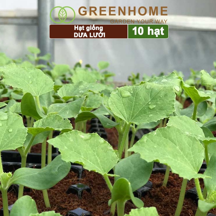 Hạt giống Dưa lưới ruột vàng f1 Greenhome, gói 10 hạt, sinh trưởng mạnh, năng suất cao T14