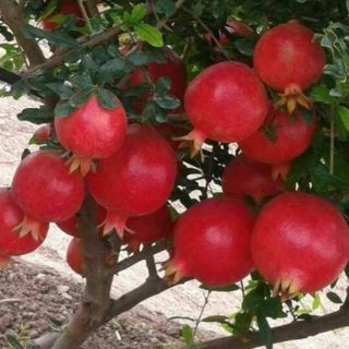LỰU ĐỎ ẤN ĐỘ