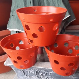 10 chậu trông hoa lan 17cm