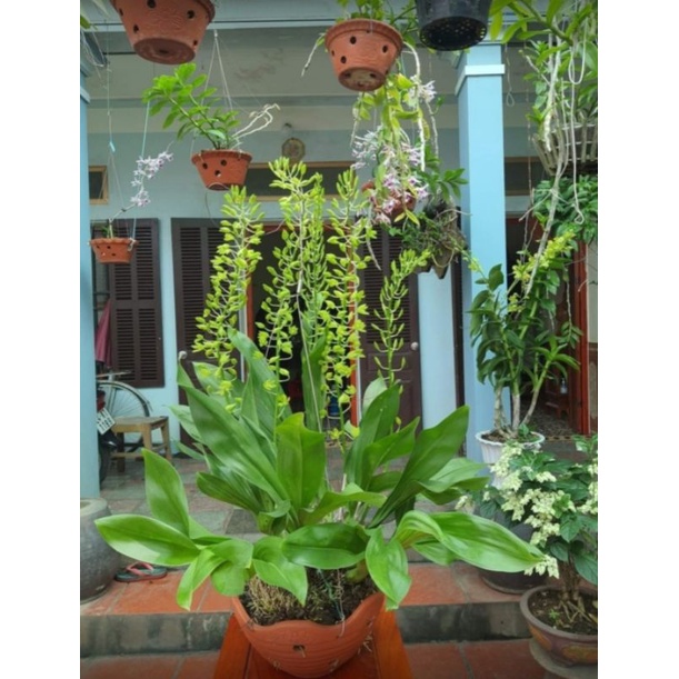 Combo 2 chậu lan Vũ Nữ Hoàng Hậu 2 màu
