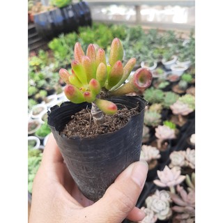 SEN ĐÁ ỐNG ĐIẾU🌵SIZE6CM🌵SEN ĐÀ LAT🌵THUẤN SỨ NÓNG🌵FREESHIP🌵1 ĐỔI 1
