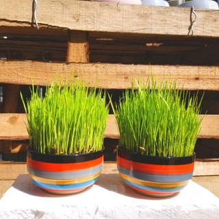 Cây lúa non tặng kèm chậu sứ kiểu cao cấp size 12x6