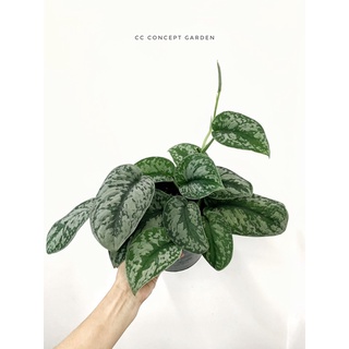 Trầu Bà Lụa | Scindapsus pictus exotica