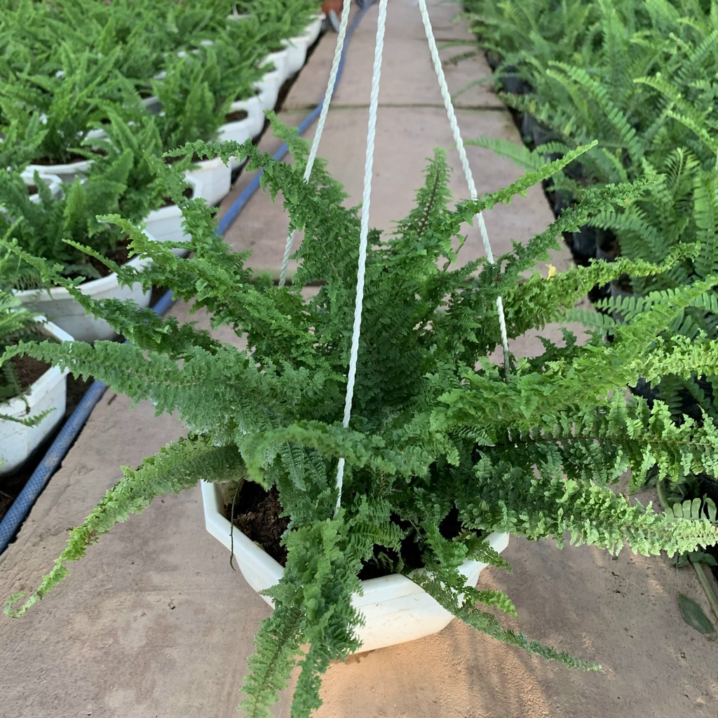 Cây dương xỉ lá xoắn treo chậu bán kính 30cm, chậu cây treo trang trí ban công, sân vườn, thanh lọc không khí