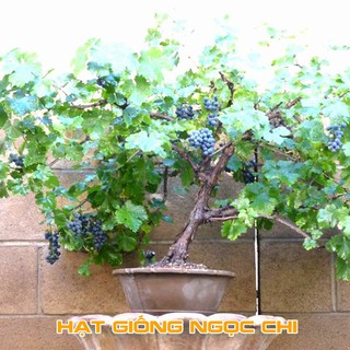 Hạt Giống Cây Nho Lùn - 10 Hạt