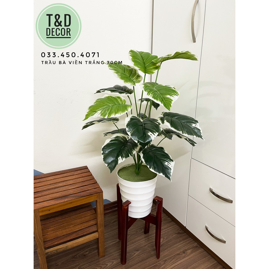 Trầu bà viền trắng 70cm - cây hoa giả decor