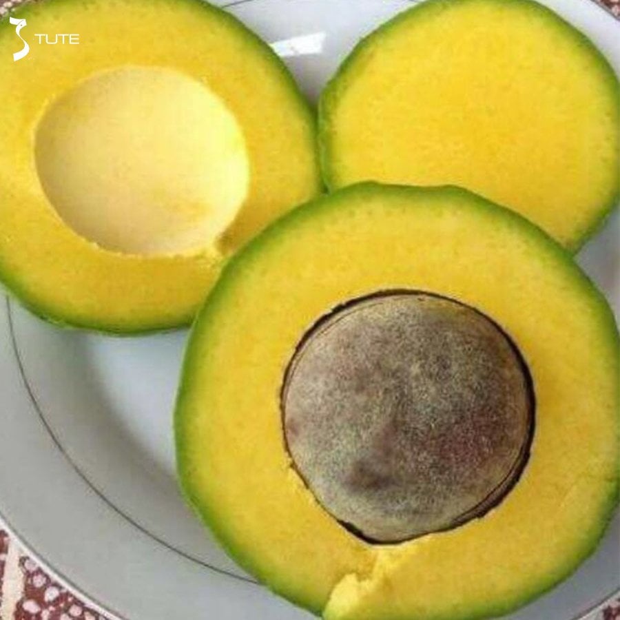 Bơ Sáp Đăk Lăk Thơm bùi Ngon ngọt giao Hỏa tốc