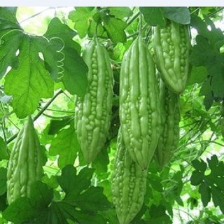 Hạt giống khổ qua ( khổ qua mỡ ta ) 10 hạt (TẶNG gói kích thích hỗ trợ hạt nảy mầm)
