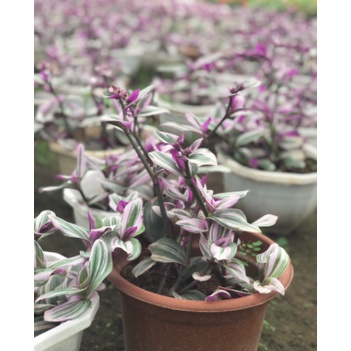 Chậu cây Thài lài hồng lá lớn - TLH Nanouk, TL Đột Biến - Trang Flowers