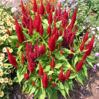 HẠT GIỐNG HOA MÀO GÀ LỬA ( CELOSIA PLUMOSA )