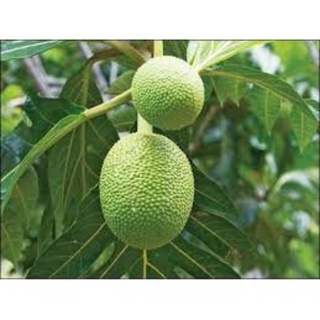 Cây giống Cây Sa Kê Siêu đẹp, cây nhanh cho quả, sai trái
